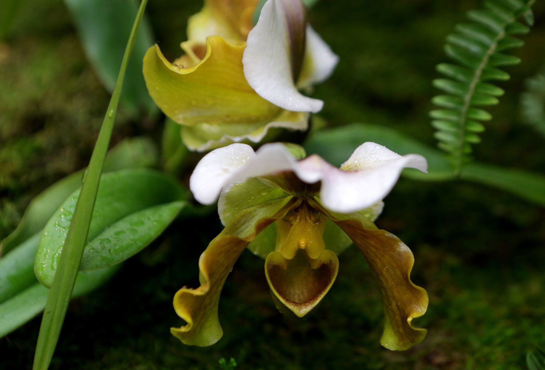 Orchid Show opens at Missouri Botanical Garden